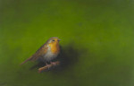 roodborst op takje op groen 23.2 x 25.8 cm (verkocht