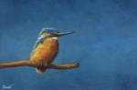 stoere ijsvogel op blauw  14.7 x 9.6 cm