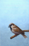 manmus op lichtblauw  8.4 x 13.2 cm