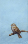 vrouwmus op lichtblauw  8.2 x 13.2 cm