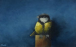 koolmees op paaltje op blauw  13.2 x 8.3 cm
